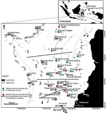 Small Scale Genetic Population Structure of Coral Reef Organisms in Spermonde Archipelago, Indonesia